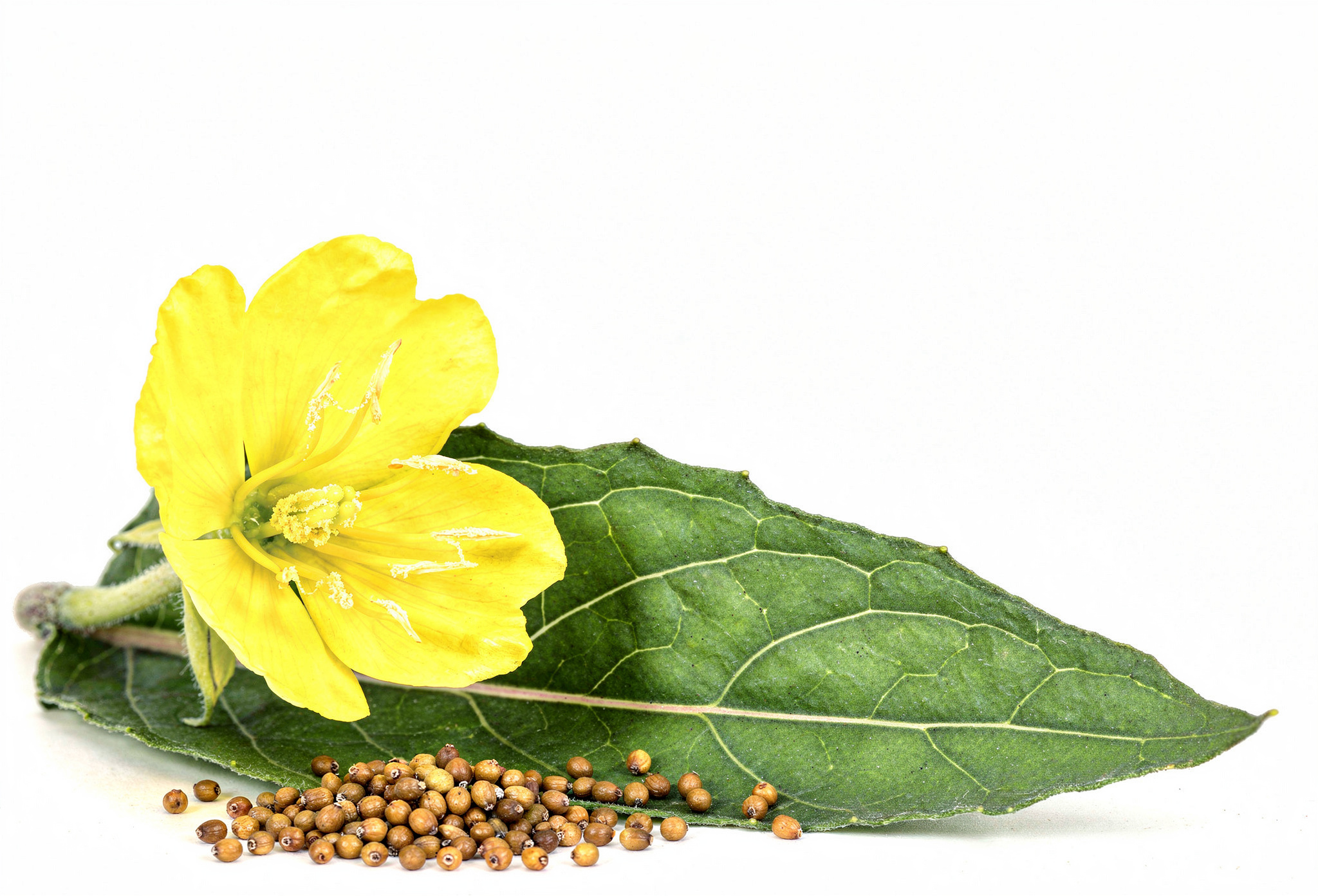 Leindotteröl kalt gepresst